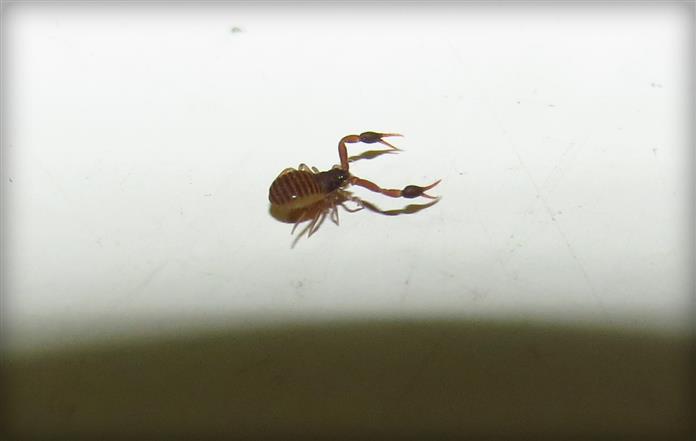 Pseudoescorpiones da Costa de Caparica in Portogallo: Geogarypidae